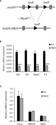 Muscle-specific deletion of Arid5b causes metabolic changes in skeletal muscle that affect adipose tissue and liver